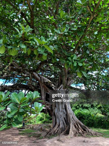 ficus tree - figueira brava - forte beach ストックフォトと画像