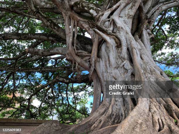 ficus tree - figueira brava - 100th anniversary stockfoto's en -beelden