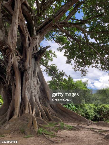 ficus tree - figueira brava - forte beach stock pictures, royalty-free photos & images