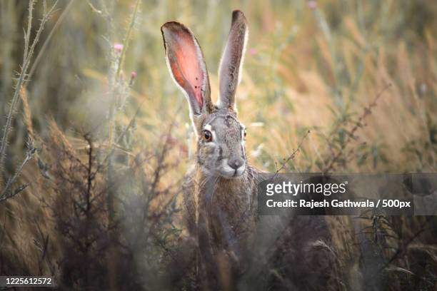 close-up of hare and its raised ears, pleasanton, california, usa - tierohr stock-fotos und bilder