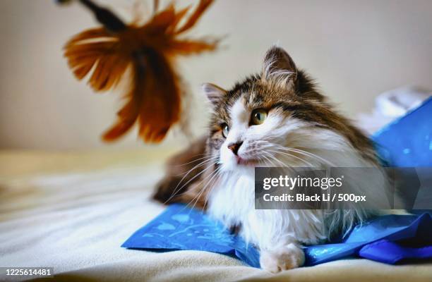 photograph of longhair cat lying on bed at home, beijing, beijing municipality, china - longhair cat stock-fotos und bilder