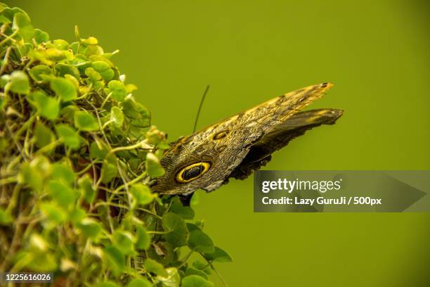 brown butterfly with spots sitting on plants, novaya derevnya, russia - novaya stock pictures, royalty-free photos & images