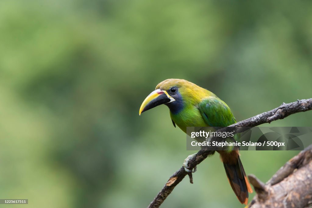 Tucan Esmeralda perching on branch (Aulacorhynchus prasinus)