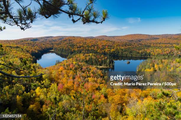 lakes among forest, shawinigan, quebec, canada - shawinigan stock pictures, royalty-free photos & images