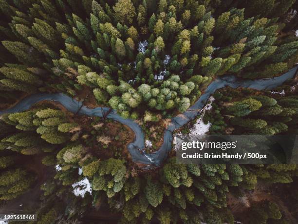 river in forest seen directly from above, klamath falls, oregon, usa - forest river foto e immagini stock