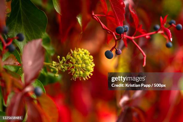 extreme close-up of red-ivy blossoms, marburg an der lahn, hesse, germany - marburg stock-fotos und bilder