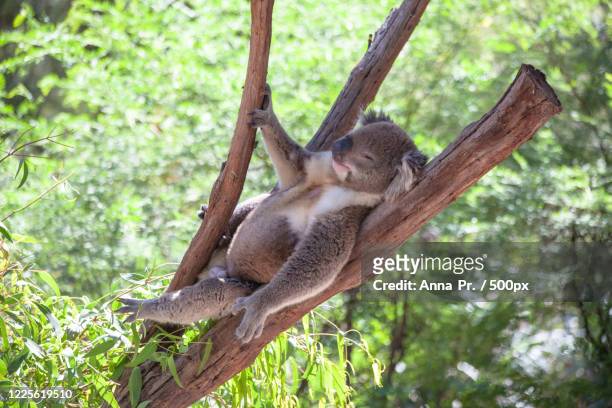 koala resting on tree, alice springs, northern territory, australia - australia koala stock pictures, royalty-free photos & images