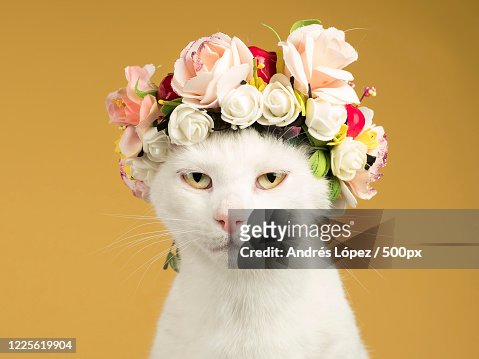 12,075 Funny Flowers Photos and Premium High Res Pictures - Getty Images