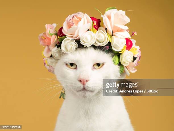 20,723 Funny Cats Photos and Premium High Res Pictures - Getty Images