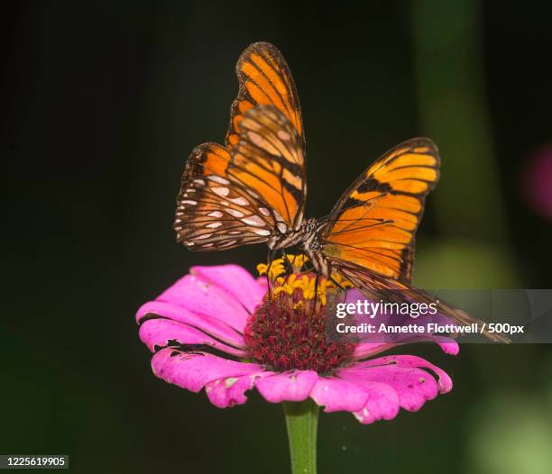 two juno silverspot (dione juno) butterflies mating on purple zinnia flower, tilaran, guanacaste, costa rica - silverspot stock pictures, royalty-free photos & images