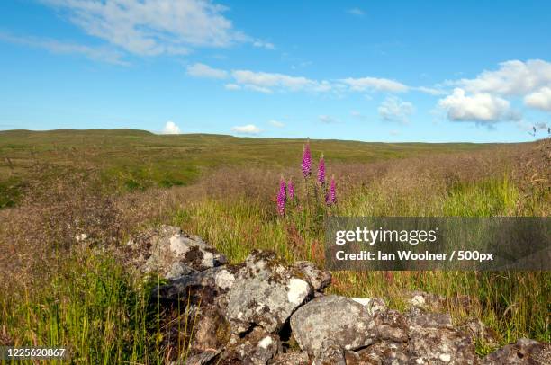broken down dry stone wall in scotland, united kingdom - digitalis alba stock pictures, royalty-free photos & images