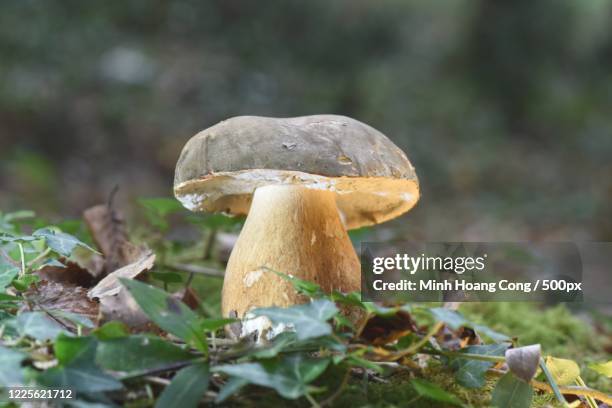 close up of growing mushroom, laroquebrou, auvergne-rhone-alpes, france - boletus aereus stock pictures, royalty-free photos & images
