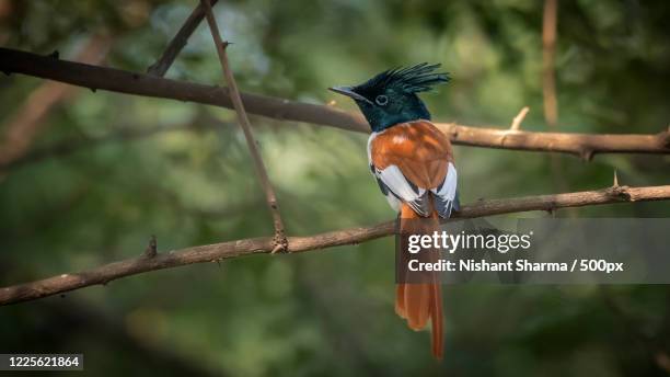 indian paradise flycatcher perching on branch, gurgaon, haryana - eutrichomyias rowleyi stock pictures, royalty-free photos & images