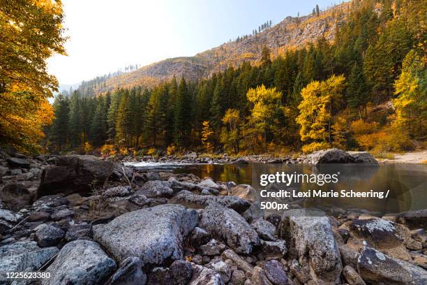 river and forest in autumn, leavenworth, washington, usa - lexi marie fotografías e imágenes de stock