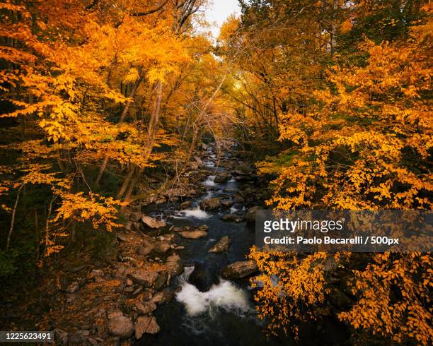 river and forest in autumn, gatlinburg, great smokey mountains, tennessee, usa - gatlinburg stock-fotos und bilder