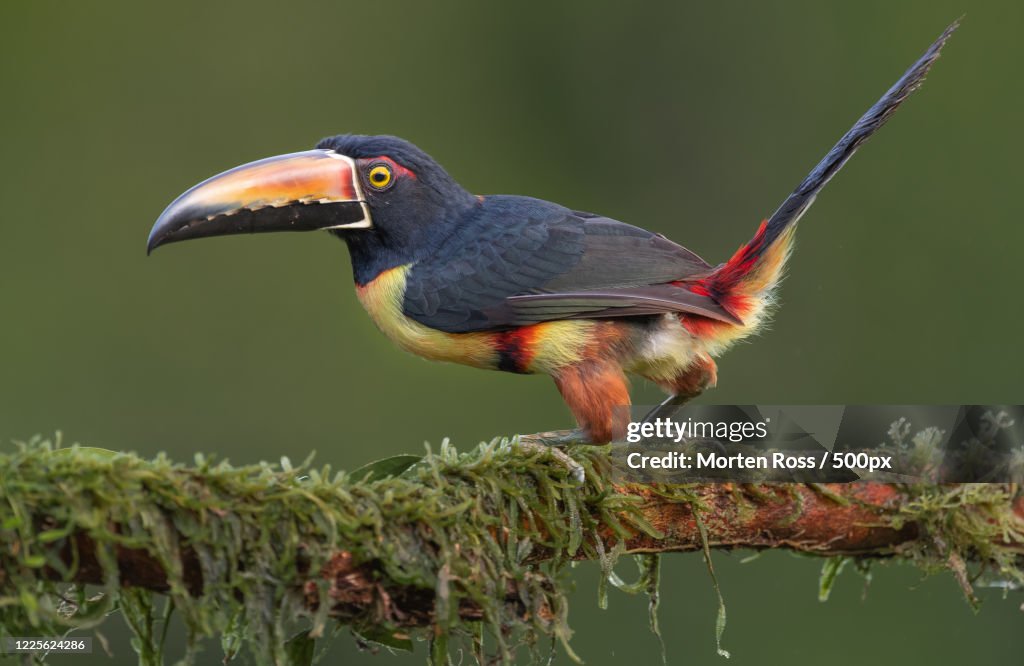 Collared Aracari (Pteroglossus torquatus) on branch, Pital, Costa Rica