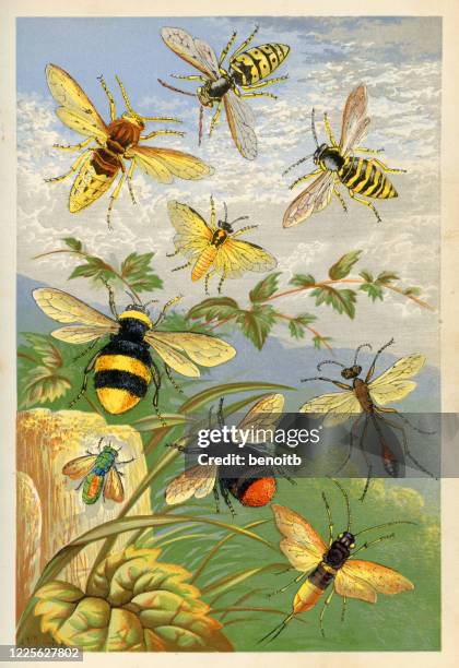hymenopterans - hornet stock illustrations
