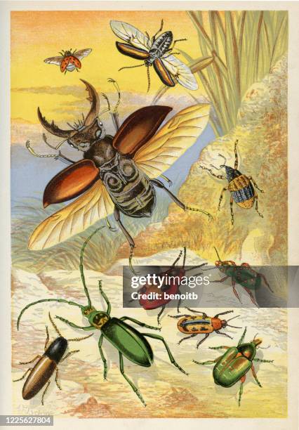 beetles - seven spot ladybird stock illustrations