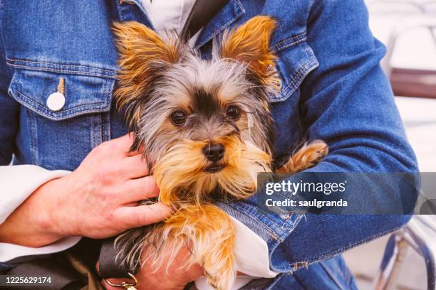 woman holding her dog in hands - yorkshire terrier stock pictures, royalty-free photos & images
