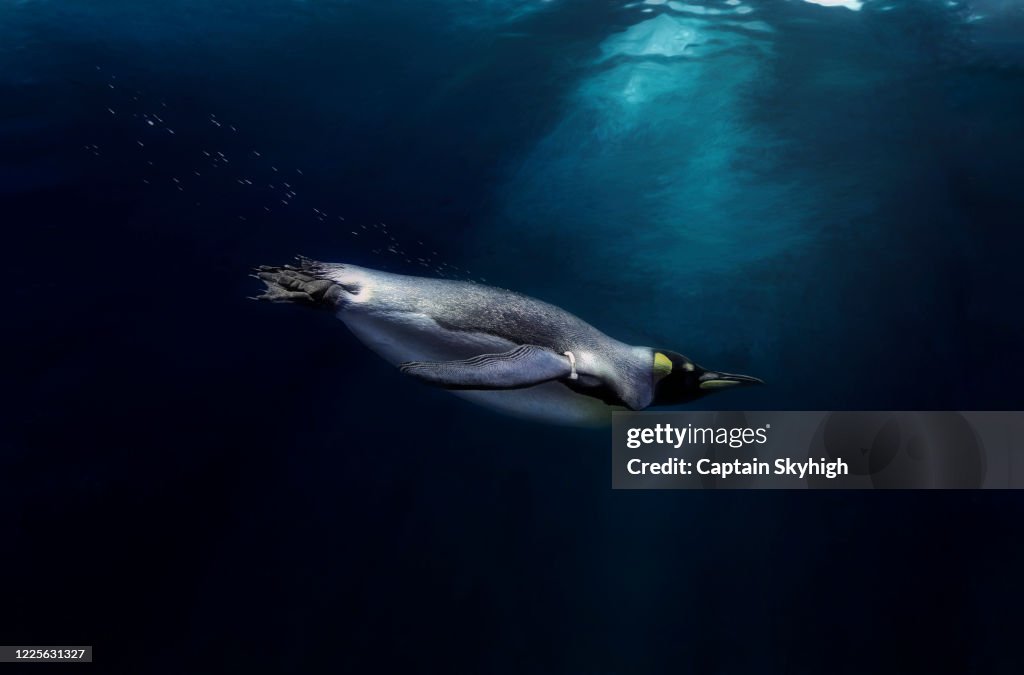Deep Blue Penguin
