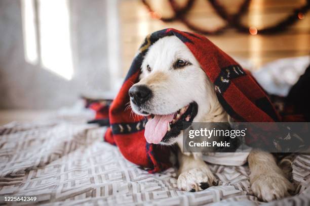 cane pigro avvolto in una coperta calda - avvolto foto e immagini stock