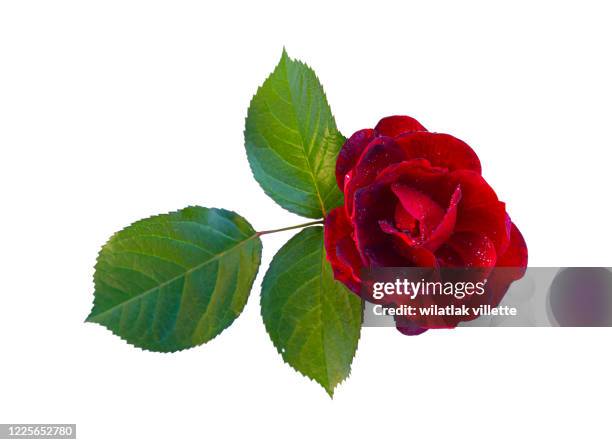 bright red rose bud in the drops of rain on white background. - red roses garden stock pictures, royalty-free photos & images