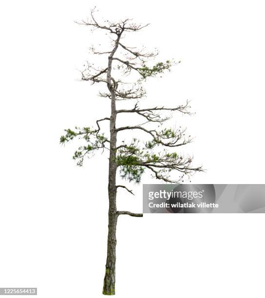 a real tree isolated white background. - ramos real imagens e fotografias de stock