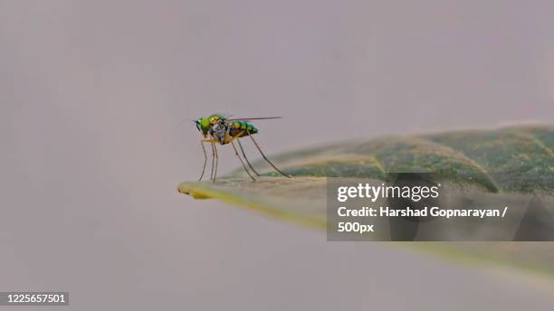 close-up of long-legged fly (insect from dolichopodidae family) on leaf, paithan, maharashtra, india - dolichopodidae stock pictures, royalty-free photos & images