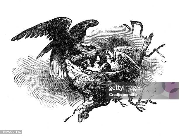 eagle feeding eaglets - bird's nest stock illustrations