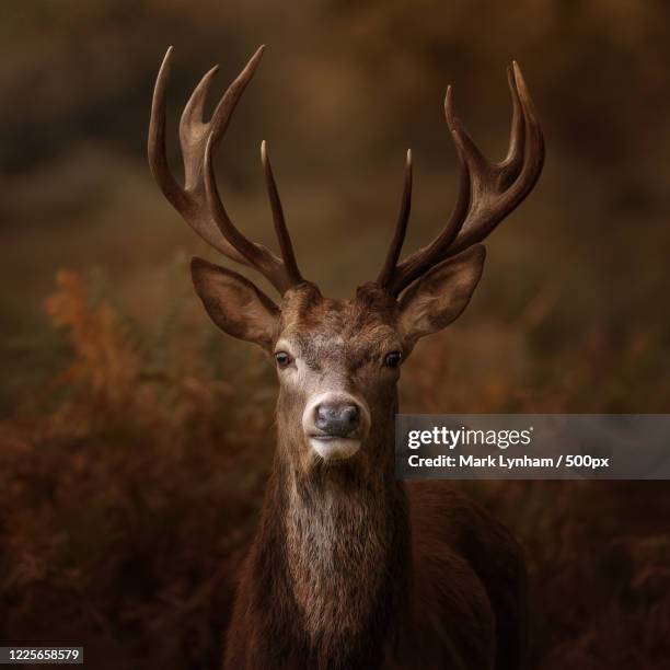 close up portrait of deer, richmond, united kingdom - animal head ストックフォトと画像