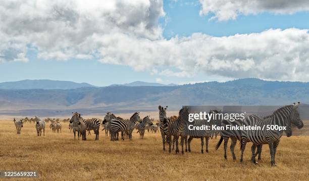 zebras in serengeti national park, mugumu, tanzania, mara region - serengeti park stockfoto's en -beelden