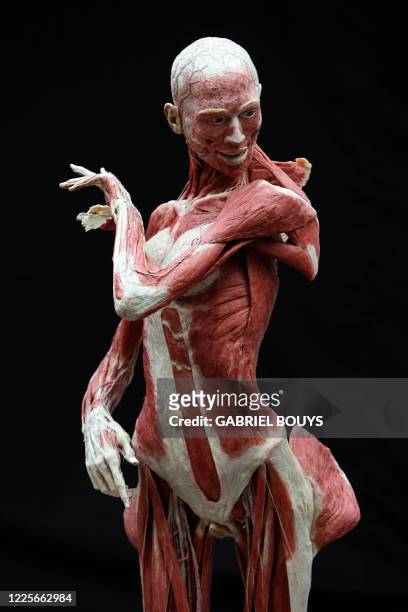 View of plastinated flamenco's dancer at the "Body Worlds", the anatomical exhibition of real human bodies by German Gunther von Hagens, known as...