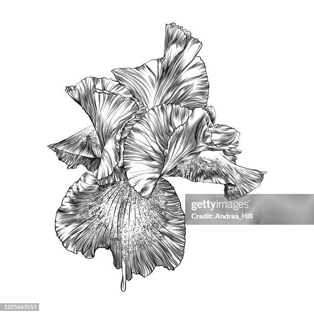 iris flower pen and ink sketch. eps10 vector illustration - bearded iris stock illustrations