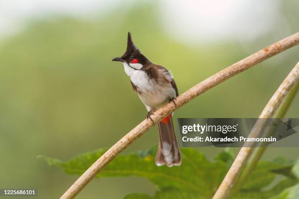 a red-whiskered bulbul bird is a passerine bird found in asia - bulbuls stock pictures, royalty-free photos & images