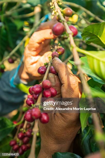 brown hands showing the red fruits of organic coffee on branches in coroico, la paz / bolivia - bolivia workers stock pictures, royalty-free photos & images