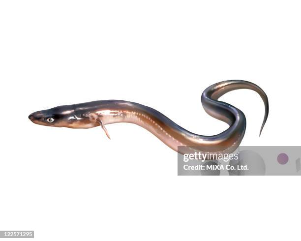 conger eel - conger eel stock pictures, royalty-free photos & images