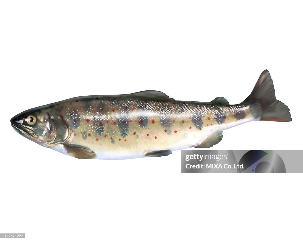 Red spotted masu trout