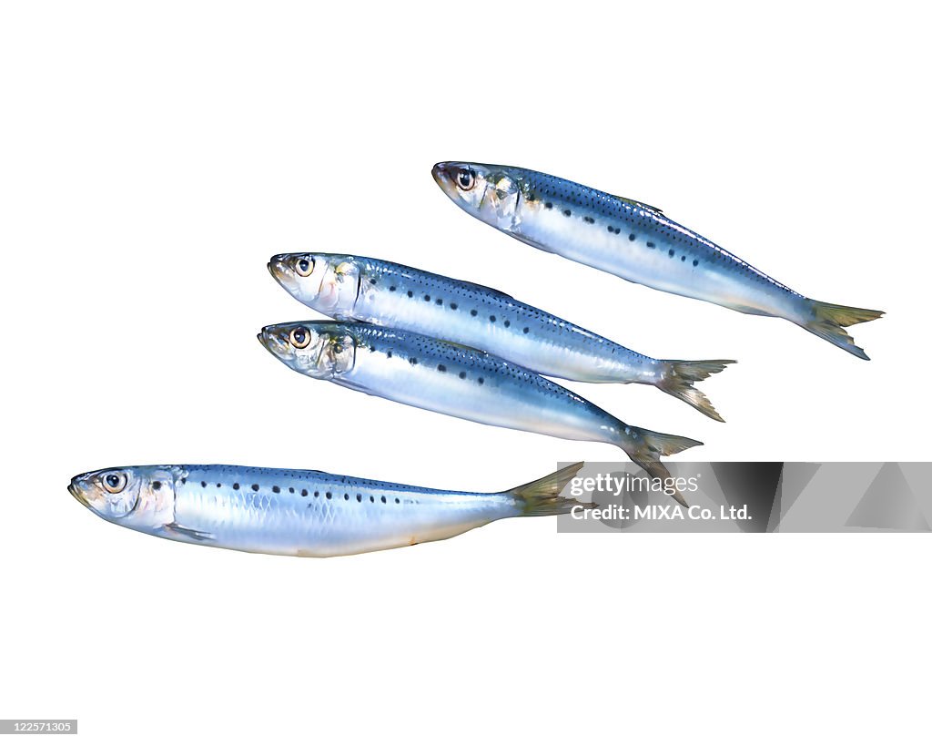 Sardine