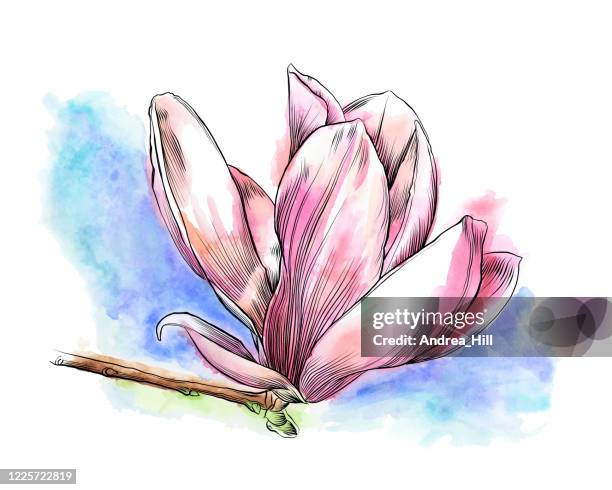 stockillustraties, clipart, cartoons en iconen met lente magnolia bloem aquarel en inkt tekening. vector eps10-illustratie - tulpenboom