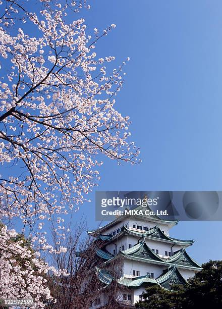 nagoya castle and cherry blossoms, nagoya, aichi, japan - nagoya stock pictures, royalty-free photos & images