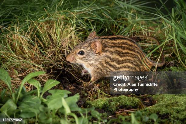 715 Grass Mouse Stock Photos, High-Res Pictures, and Images - Getty Images