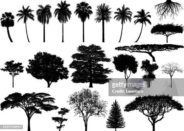 incredibly detailed tree silhouettes - tropical tree isolated stock illustrations