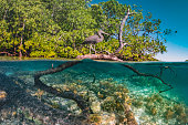 amazing mangrove forest raja ampat