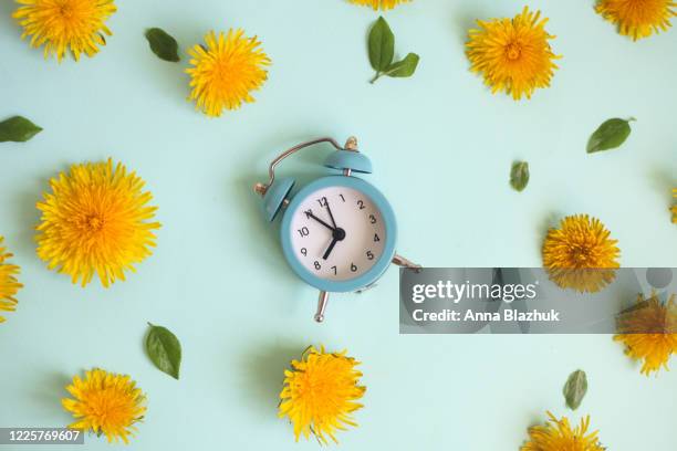 retro alarm clock. floral picture. yellow flowers over pastel blue background. spring vibrant flowers dandelions. - daylight saving time foto e immagini stock