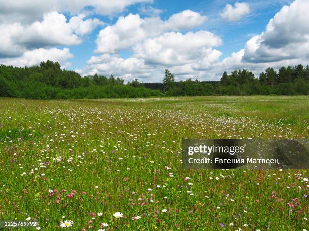 beautiful panoramic view with spring flowers meadow and shining sun. rural summer concept. - grass land stock pictures, royalty-free photos & images