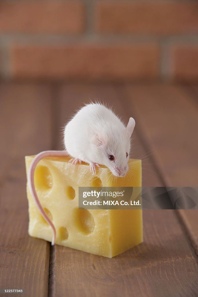 A mouse on top of cheese