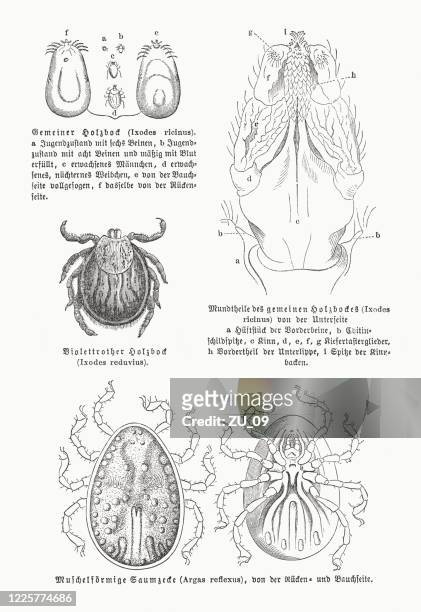 ticks, wood engravings, published in 1884 - borreliosis stock illustrations