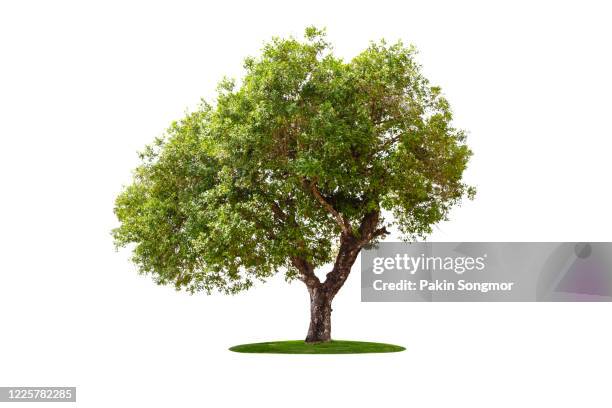 large green tree isolated on white background. - skog siluett bildbanksfoton och bilder