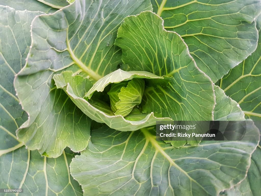 Close-Up Of Green Cabbage Leaves