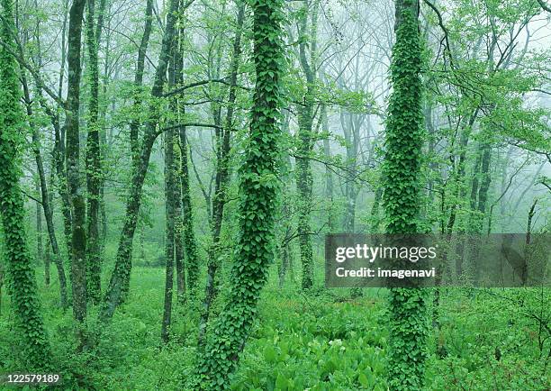 Japanese Alder Photos and Premium High Res Pictures - Getty Images